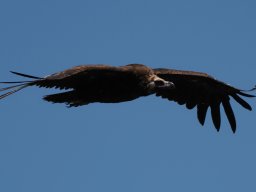 vautour moine